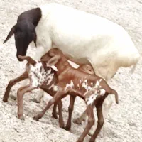 میش صومال دوقلو دوتا بره نر