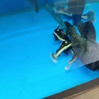 ردتیل ۸سانت|ماهی|کرج, اصفهانی‌ها|دیوار