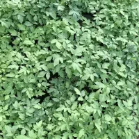 نشا گوجه گلدانی