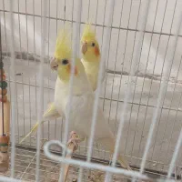 یک جفت عروس هلندی مولد