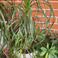 لیندا فرفری