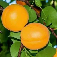 پیشفروش نهال زردآلو پرتقالی لیبل دار|خدمات باغبانی و درختکاری|آسارا, |دیوار