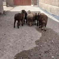 فروش برماده