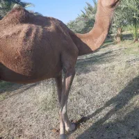 فروش شتر ماده همراه با بچه اش شهرستان دلگان