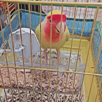 طوطی برزیلی|پرنده|سنندج, |دیوار