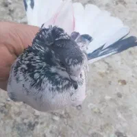 کفتر پرشی. بوربوری. پیس خال سرور. کلدار