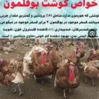 جوجه شترمرغ تخم خوراکی روغن گوشت بوقلمون قلم|حیوانات مزرعه|یاسوج, |دیوار