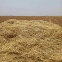 فروش کاه زرد مخصوص کاه گل (قیمت ۱۱۵۰۰)