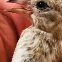 جوجه سهره ن سبیل دار