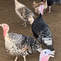 فروش بوقلمون نر و ماده