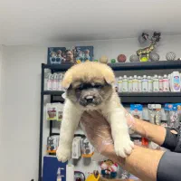 امریکن آکیتا|سگ|تهران, شهرک آزمایش|دیوار