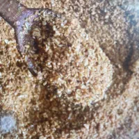 سیر سرخ شده