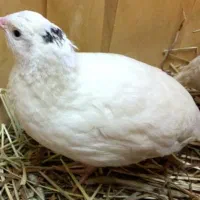 بلدرچین گوشتی پرواری فروش زنده