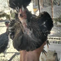 گلین لری خالص و بوقلمون مولد|حیوانات مزرعه|کرج, شهرک جهاننما|دیوار