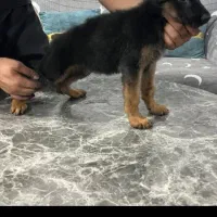 توله ژرمن شولاین|سگ|بوشهر, |دیوار