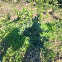 فروش گل یاس هلندی|گل و گیاه طبیعی|قائمشهر, |دیوار