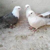 کبوتر، کله سفید، کلاغ کربلایی در چناران|پرنده|مشهد, توس (بلوار توس)|دیوار