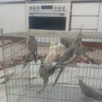 طوطی عروس|پرنده|رباط‌کریم, منجیل آباد|دیوار