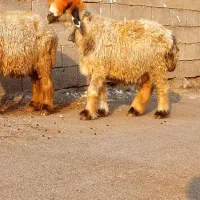 میش|حیوانات مزرعه|شیراز, شهرک سعدی|دیوار