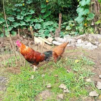 مرغ و خروس لاری|حیوانات مزرعه|رشت, لاکان شهر|دیوار