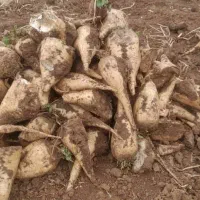 خریدار چغندر