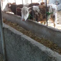 فروش گوساله سمیتال