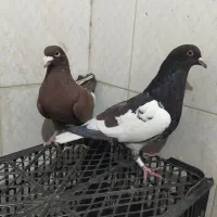 کبوتر مینا سرخ شتری چت