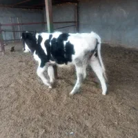 گاوشیری و گوساله نر ویک عدد گوساله ماده