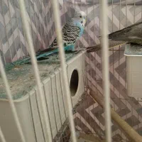 یک عدد عروس هلندی ودو عدد مرغ عشق|پرنده|سربیشه, |دیوار