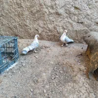 کبوتر طاووسی