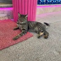 واگذاری فوری گربه ماده خانگی