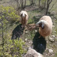قوچ‌سنجابی‌اصیل