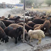 گوسفند چاق وچله ارسال با یه تلفن زنده درب منزل|حیوانات مزرعه|تهران, حکیمیه|دیوار