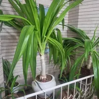 حراج گل . وسایل|حراج|شیراز, کوی آزادگان|دیوار