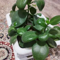 گل قاشقی و سانسوریا