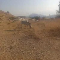 الاغ گندی|حیوانات مزرعه|کازرون, |دیوار