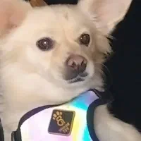 حیوان خانگی آپارتمانی