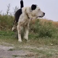 سگ الابای برای کشش