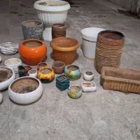 گل مقاوم|گل و گیاه طبیعی|قم, انسجام|دیوار