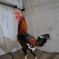 لاری جوجه کش