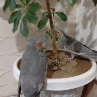 طوطی|پرنده|فیرورق, |دیوار