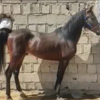 فروش اسب نریان