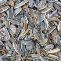 تخمه کانادایی به شرط مزه دیروز پخت شده|خوردنی و آشامیدنی|جوانرود, |دیوار