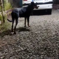 سگ ژرمن نگهبان|سگ|رباطکریم, شهرستانک|دیوار