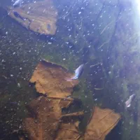 فایتر ماهی جنگجو  همراه بچه هایش|ماهی|شاهین‌شهر, خانه کارگر|دیوار