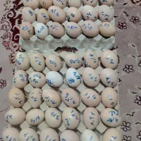 تخم‌مرغ لاری وگلین اصل به شرط نطفه دار