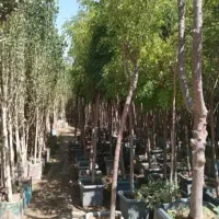 باغبانی کامیونداران احمد آباد نسیم شهر واوان|خدمات باغبانی و درختکاری|اسلامشهر, مسکن مهر اسلاشهر (شهرک امام خمینی)|دیوار