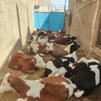 20عددگوساله