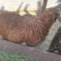 بره ماده مفت مفت