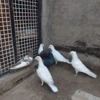 6تا کفتر